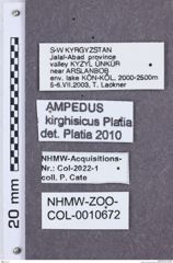 Etikette zu Ampedus kirgizicus (NHMW-ZOO-COL-0010672)